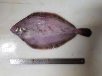 Image result for Glyptocephalus cynoglossus