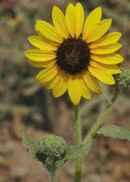 Attēlu rezultāti vaicājumam “Rudbeckia hirta var. pulcherrima”