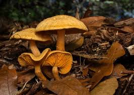 Attēlu rezultāti vaicājumam “Gymnostomum calcareum macro”