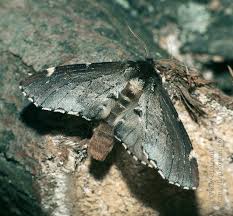 Attēlu rezultāti vaicājumam “Odontosia carmelita”