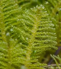 Attēlu rezultāti vaicājumam “Ptilium crista-castrensis”