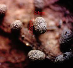 Attēlu rezultāti vaicājumam “Badhamia lilacina var. megaspora spores”