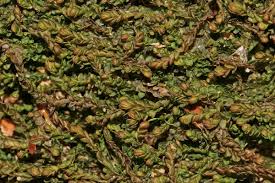 Attēlu rezultāti vaicājumam “Odontoschisma sphagni”