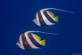 Image result for Scuba Skooling