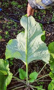 Attēlu rezultāti vaicājumam “Arctium lappa leaf”