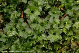 Attēlu rezultāti vaicājumam “Rhodobryum roseum”