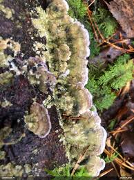 Attēlu rezultāti vaicājumam “Ophiotheca chrysosperma sessile”