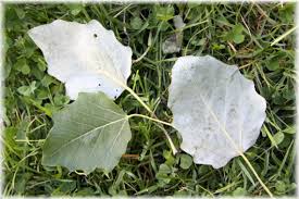 Attēlu rezultāti vaicājumam “Populus alba”