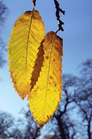 Attēlu rezultāti vaicājumam “Castanea sativa  leaf”