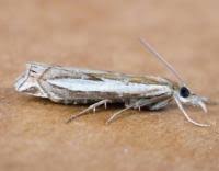 Attēlu rezultāti vaicājumam “Crambus hamella”