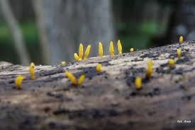 Attēlu rezultāti vaicājumam “Calocera glossoides”