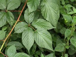 Attēlu rezultāti vaicājumam “Rubus nessensis”