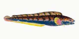 Image result for Zoarces americanus