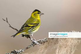 Attēlu rezultāti vaicājumam “Chloris chloris male”