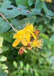 Attēlu rezultāti vaicājumam “Hypericum maculatum flower”