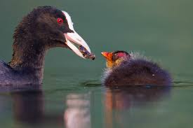 Attēlu rezultāti vaicājumam “Fulica atra eggs”