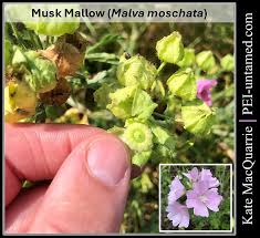 Attēlu rezultāti vaicājumam “Malva moschata flower”