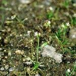 Attēlu rezultāti vaicājumam “Subularia aquatica leaf”