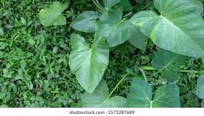 Attēlu rezultāti vaicājumam “Schistidium robustum”