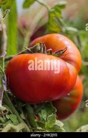 Afbeeldingsresultaat voor belarus orange tomato