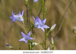 Image result for Campanula patula
