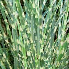 Image result for Miscanthus sinensis Zebrina