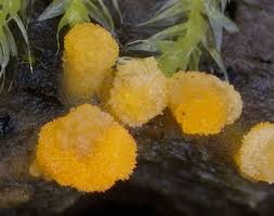 Attēlu rezultāti vaicājumam “Bactridium flavum”