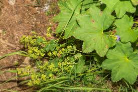 Attēlu rezultāti vaicājumam “Alchemilla vulgaris aggr. bud”