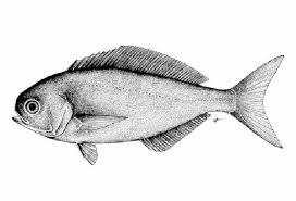 Image result for Schedophilus ovalis