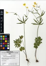 Attēlu rezultāti vaicājumam “Ranunculus auricomus leaf”