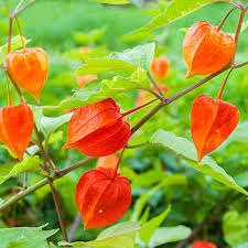 Image result for Lampionblume