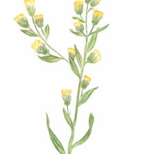 Attēlu rezultāti vaicājumam “Erigeron canadensis”