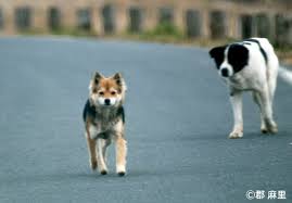 Attēlu rezultāti vaicājumam “Canis lupus familiaris”