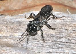 Attēlu rezultāti vaicājumam “Crabronidae”