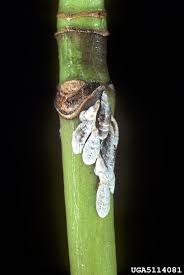 Attēlu rezultāti vaicājumam “Lepidosaphes ulmi”