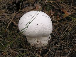 Attēlu rezultāti vaicājumam “Calvatia excipuliformis”