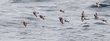 Attēlu rezultāti vaicājumam “Phalaropus fulicarius adult”