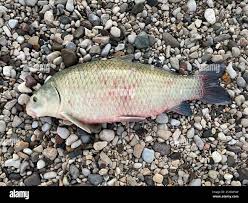 Image result for Ictiobus bubalus