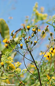 Attēlu rezultāti vaicājumam “Hieracium umbellatum bud”