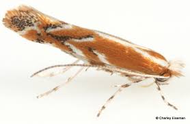 Attēlu rezultāti vaicājumam “Phyllonorycter sp.”