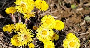 Attēlu rezultāti vaicājumam “Tussilago farfara”