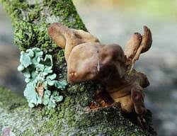 Attēlu rezultāti vaicājumam “Macrotyphula fistulosa var. contorta”