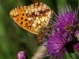 Attēlu rezultāti vaicājumam “Brenthis ino”