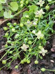 Attēlu rezultāti vaicājumam “Sagina procumbens flower”