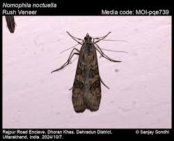 Attēlu rezultāti vaicājumam “Nomophila noctuella”