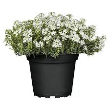 Image result for Schleifenblume