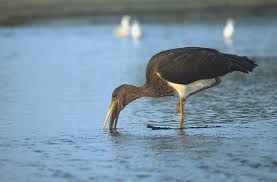 Attēlu rezultāti vaicājumam “Ciconia ciconia juvenile”