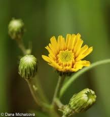 Attēlu rezultāti vaicājumam “Hieracium laevigatum”