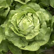 Image result for Kopfsalat