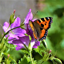 Image result for Small Tortoiseshell